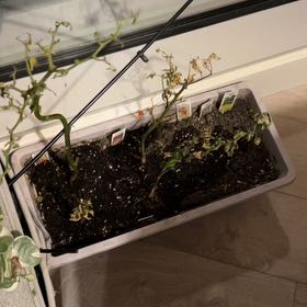 Photo of the plant species Trinidad Moruga Scorpion by @magicthyme87 named Nicki on Greg, the plant care app