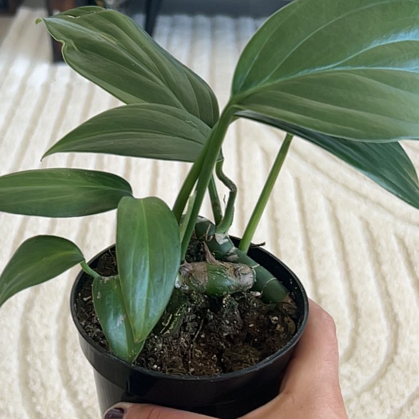Photo of the plant species Philodendron Dragon Tail by @magicthyme87 named Drogon on Greg, the plant care app