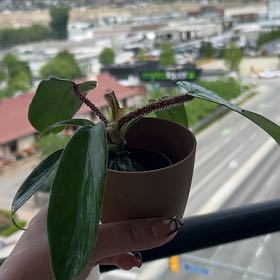 Photo of the plant species Philodendron Fuzzy Petiole by @magicthyme87 named Fuzzy on Greg, the plant care app