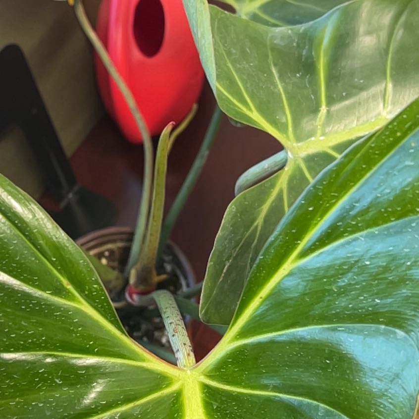 Photo of the plant species Philodendron bernardopazii by @GoddessRichweed named Shelly on Greg, the plant care app