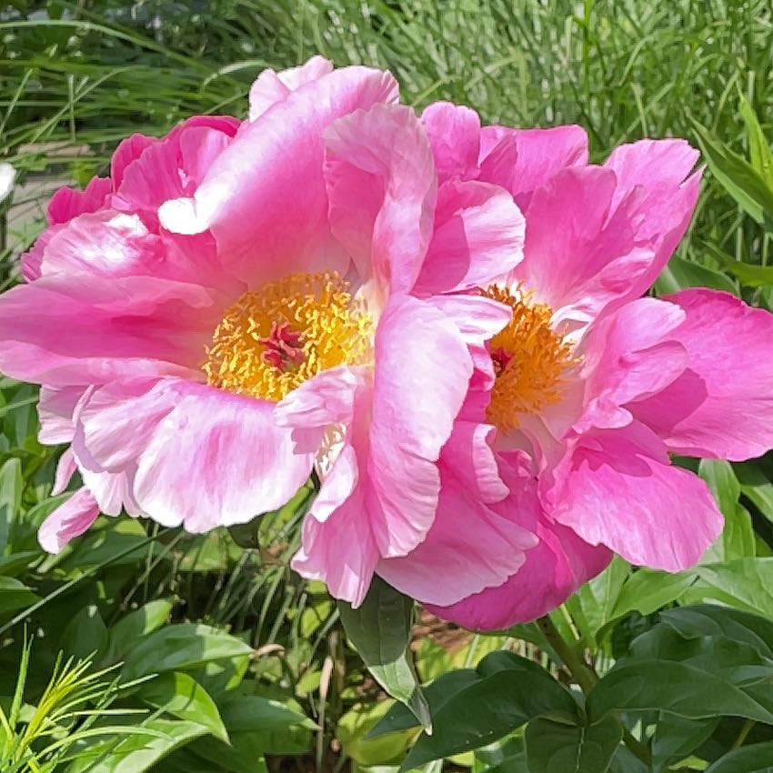 Common Peony with vibrant pink flowers in full bloom.