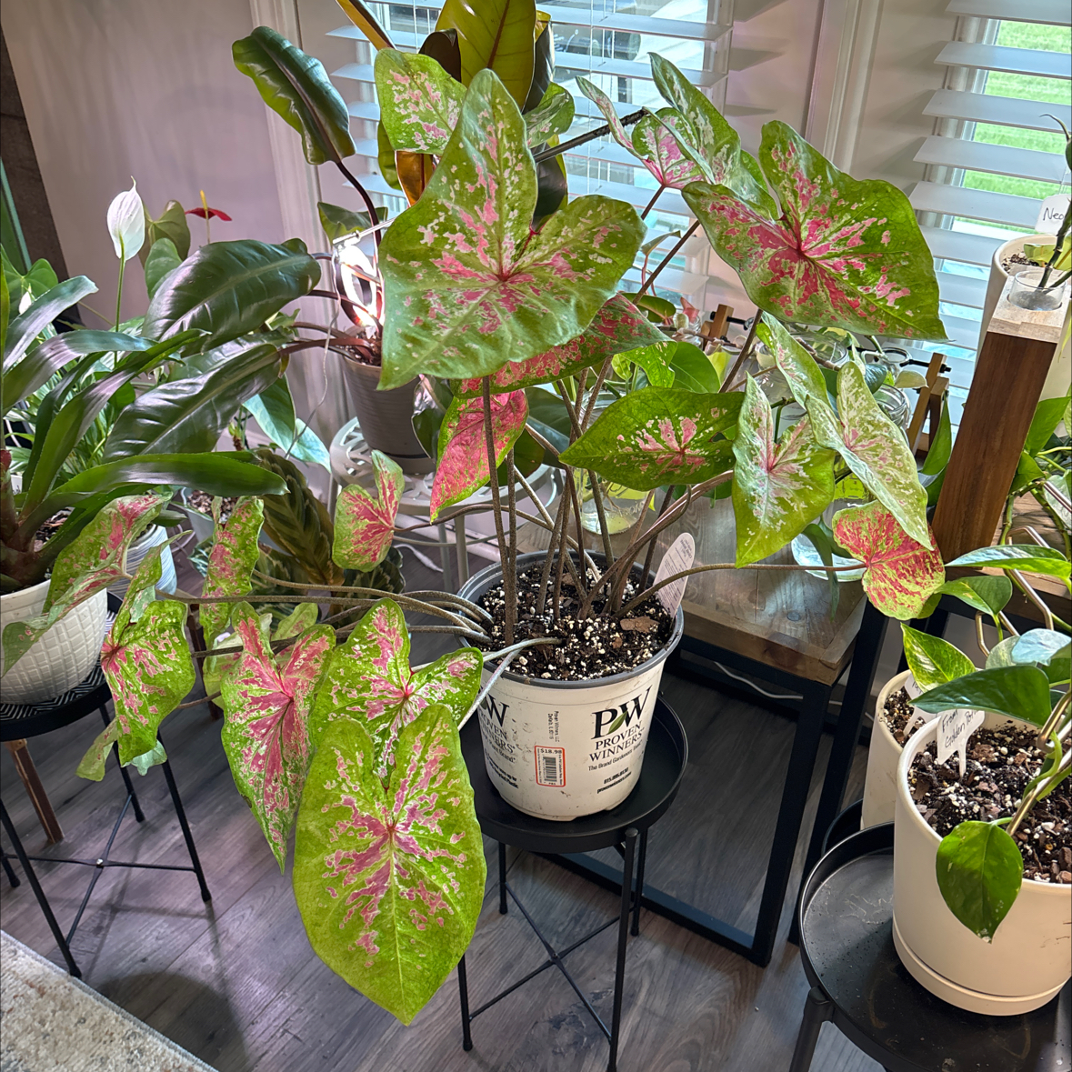Photo of the plant species Caladium 'Raspberry Moon' by @Hannahgh10 named Caladium Raspberry Moon (Needs Name) on Greg, the plant care app