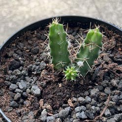 Lady-Finger Hedgehog Cactus plant