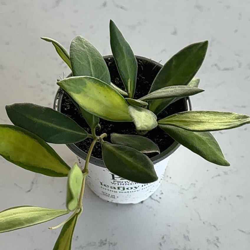 Photo of the plant species Hoya 'Burtoniae' by @Rdevonshire named Kylie on Greg, the plant care app