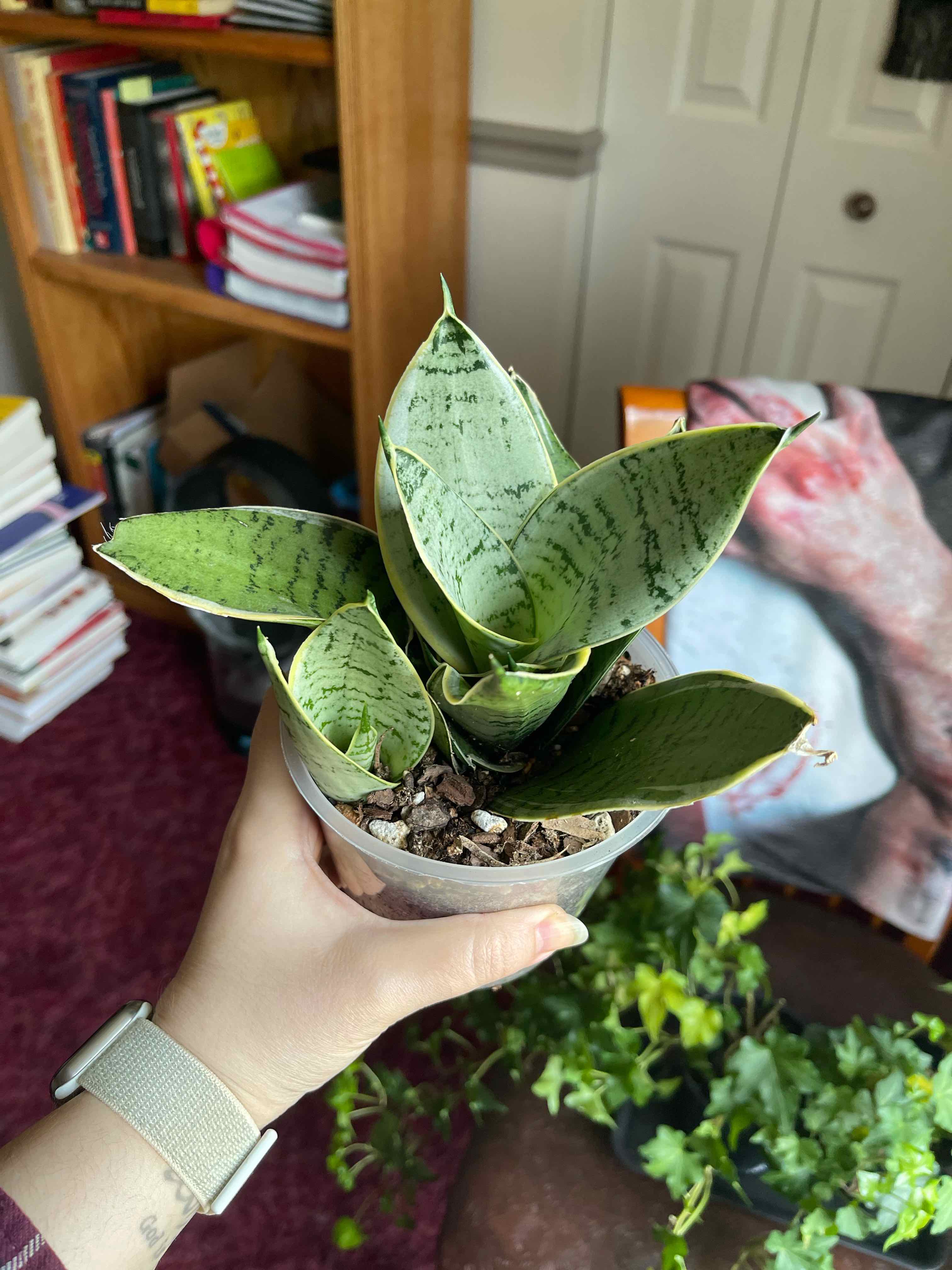 Sansevieria 'Frozen' plant held by a hand, with visible soil and healthy green leaves.