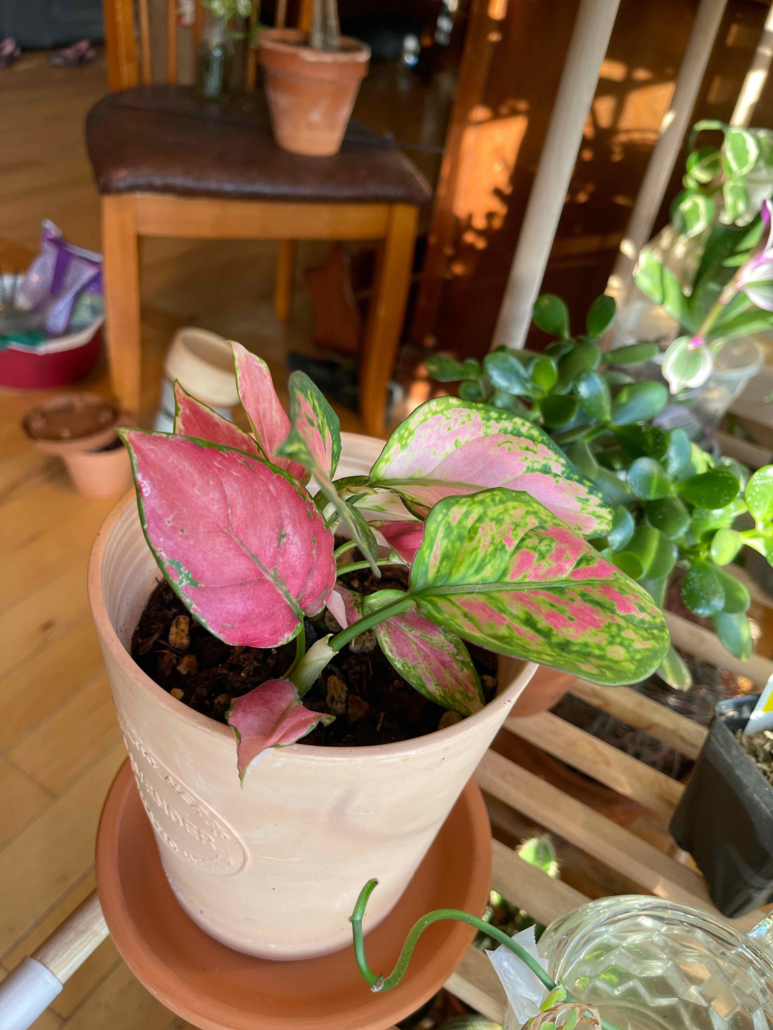 Potted Aglaonema 'Favonian' plant with variegated green and pink leaves, indoors with other plants in the background.