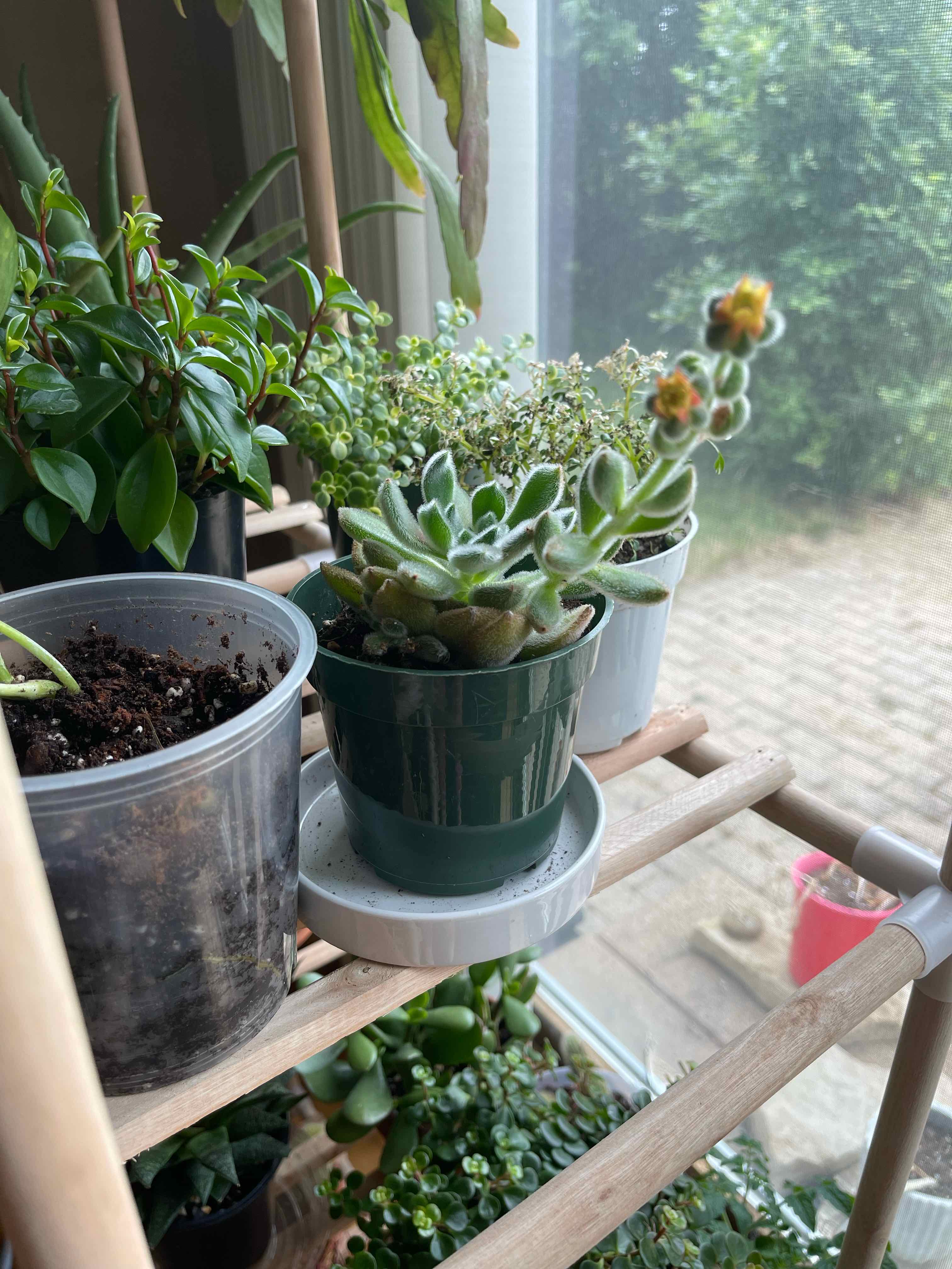 Woolly Rose plant in a green pot on a wooden shelf with other plants in the background.