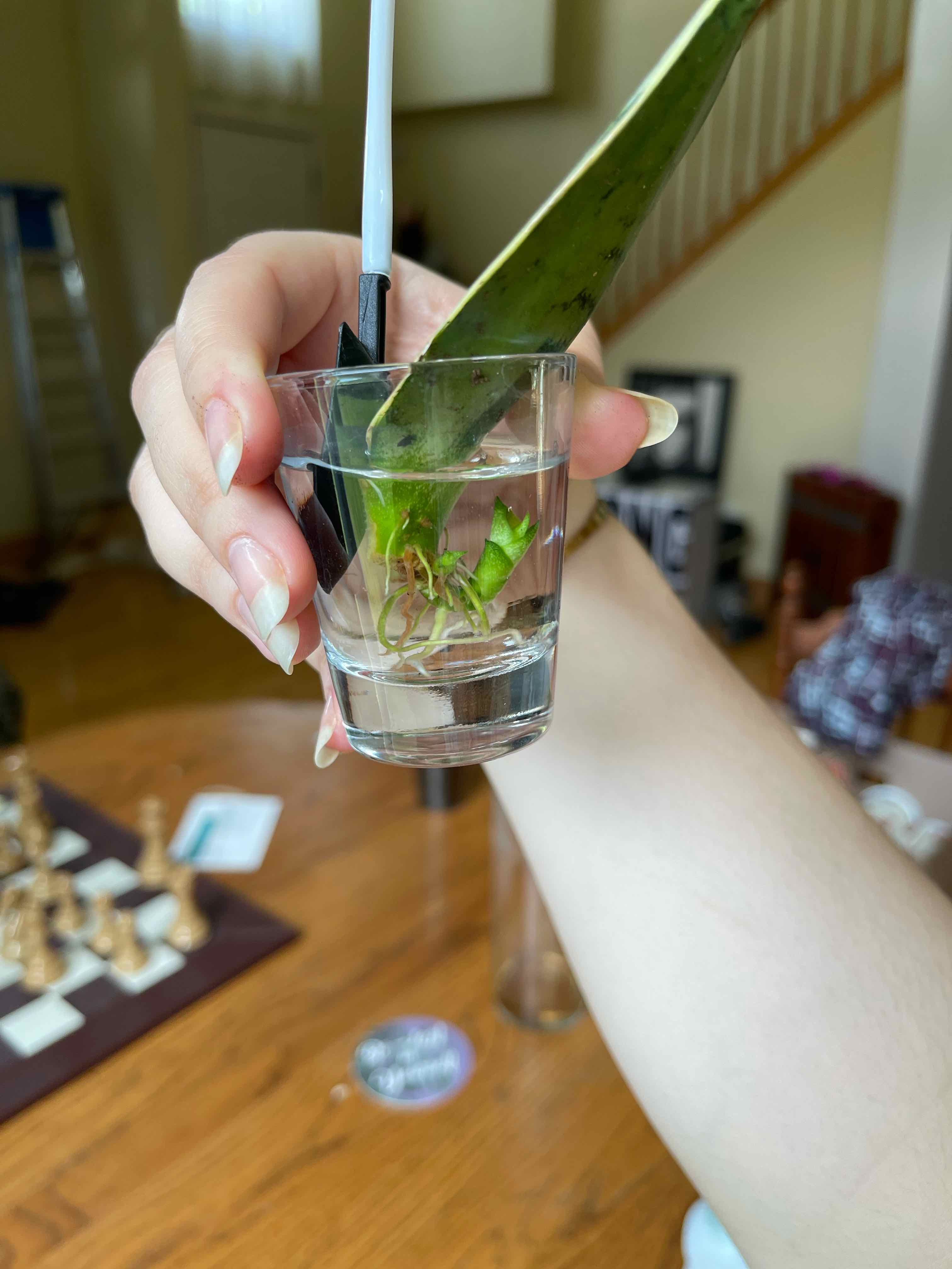 Sansevieria 'Frozen' cutting being propagated in water, held by a hand.