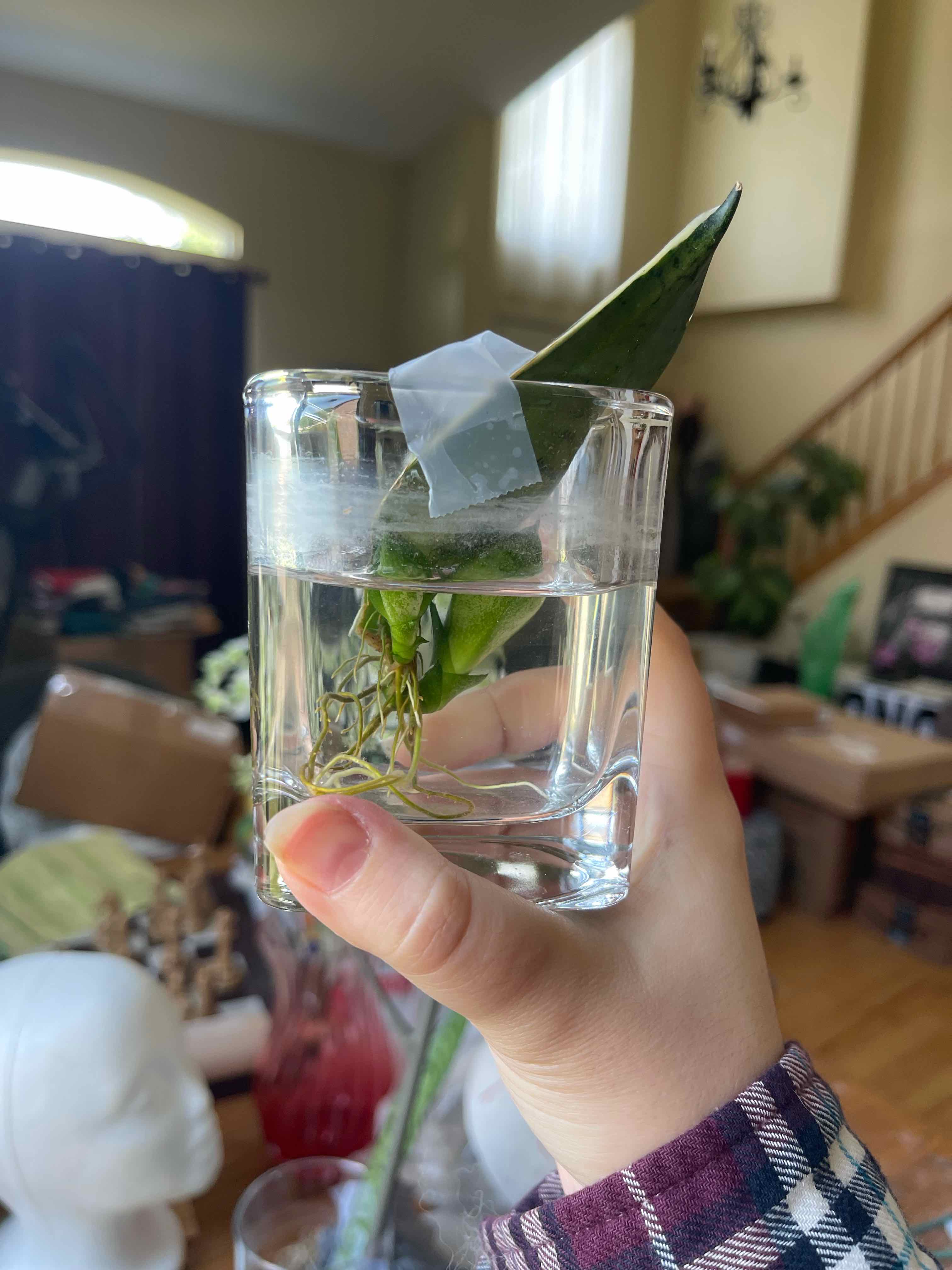 Sansevieria 'Frozen' cutting being propagated in water, held by a hand.
