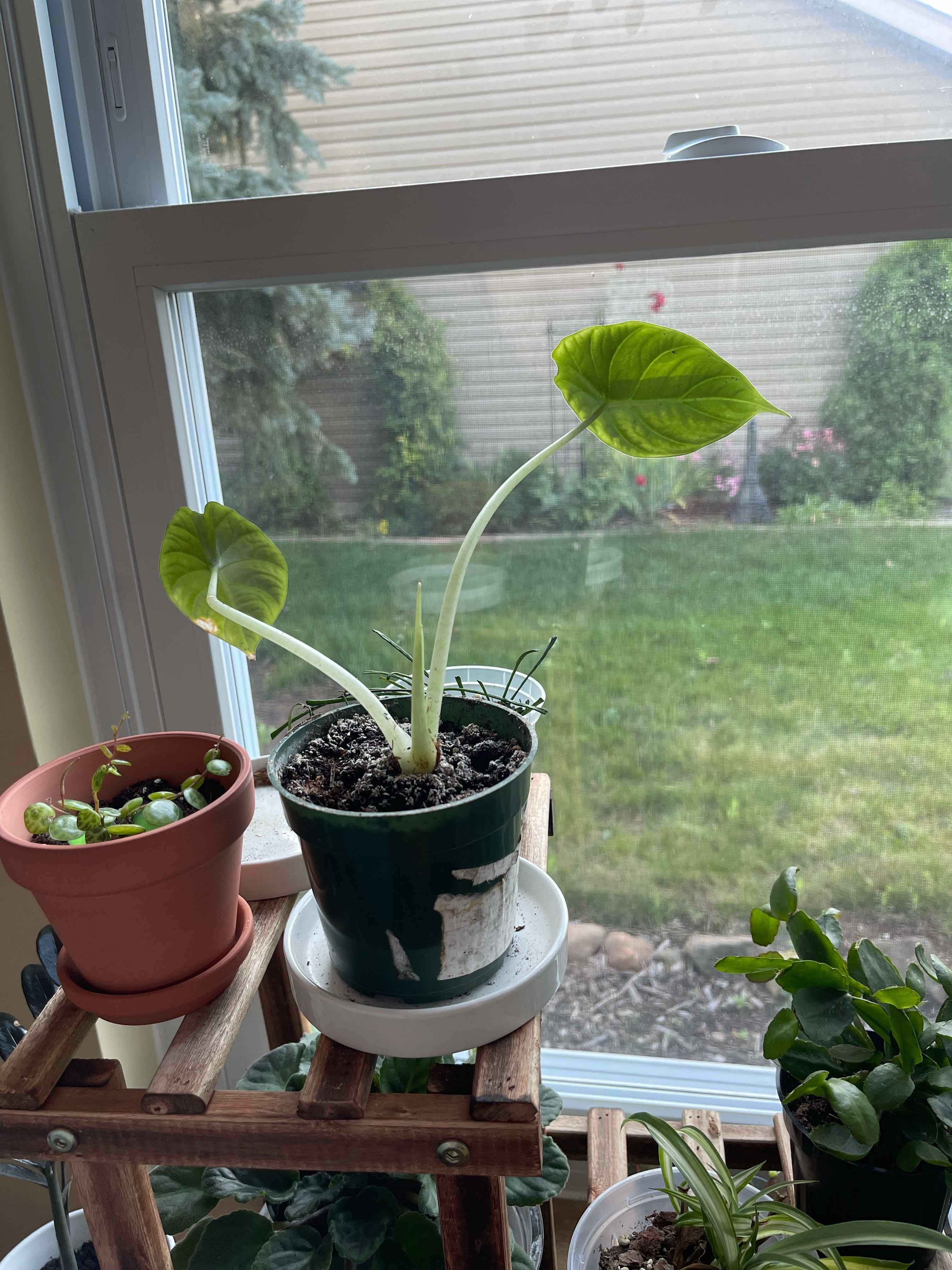 Alocasia 'Maharani' plant in a pot near a window, with visible soil and slight leaf yellowing.