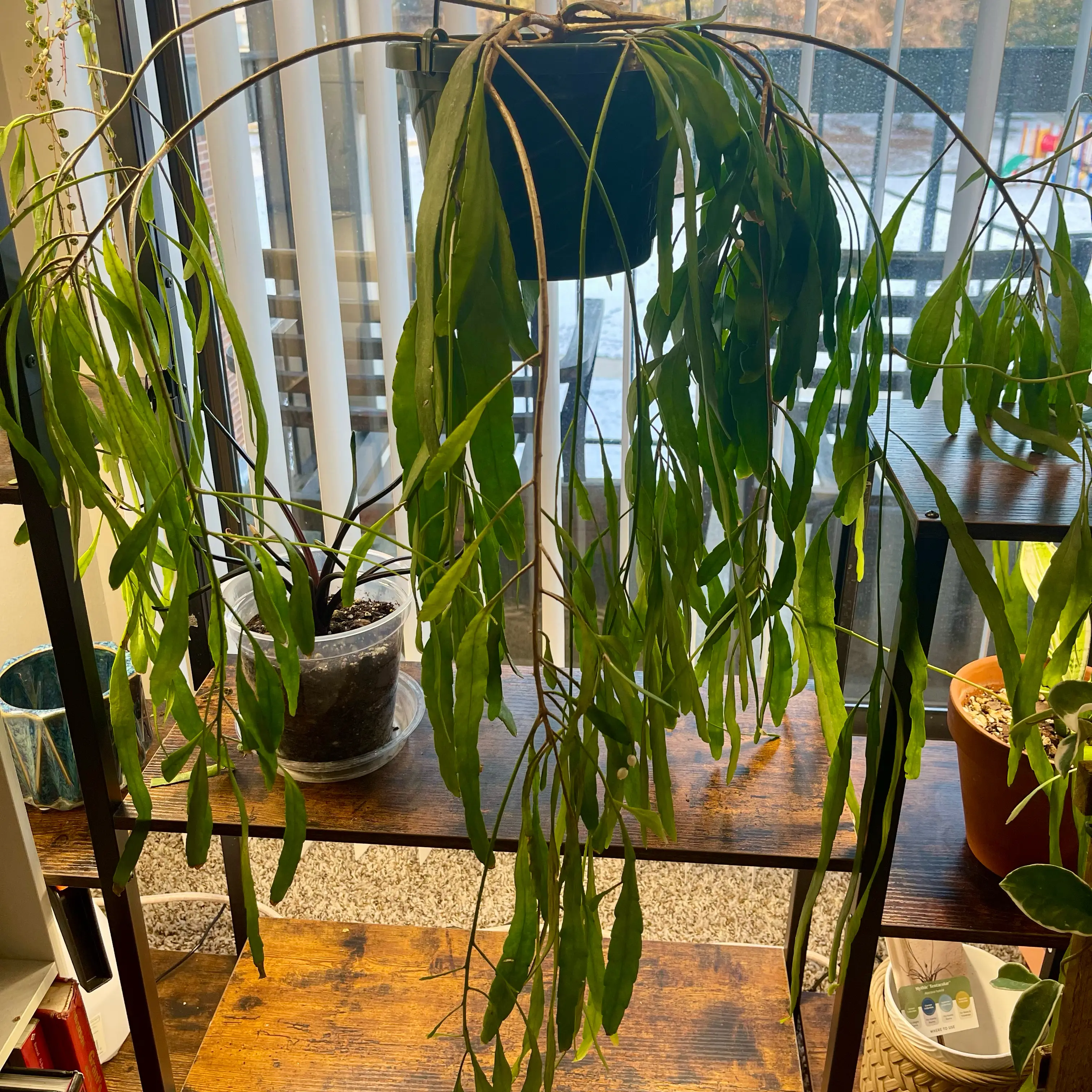 Photo of the plant species Mistletoe Cactus by @Xensfoliage named Mira Ramulosa on Greg, the plant care app