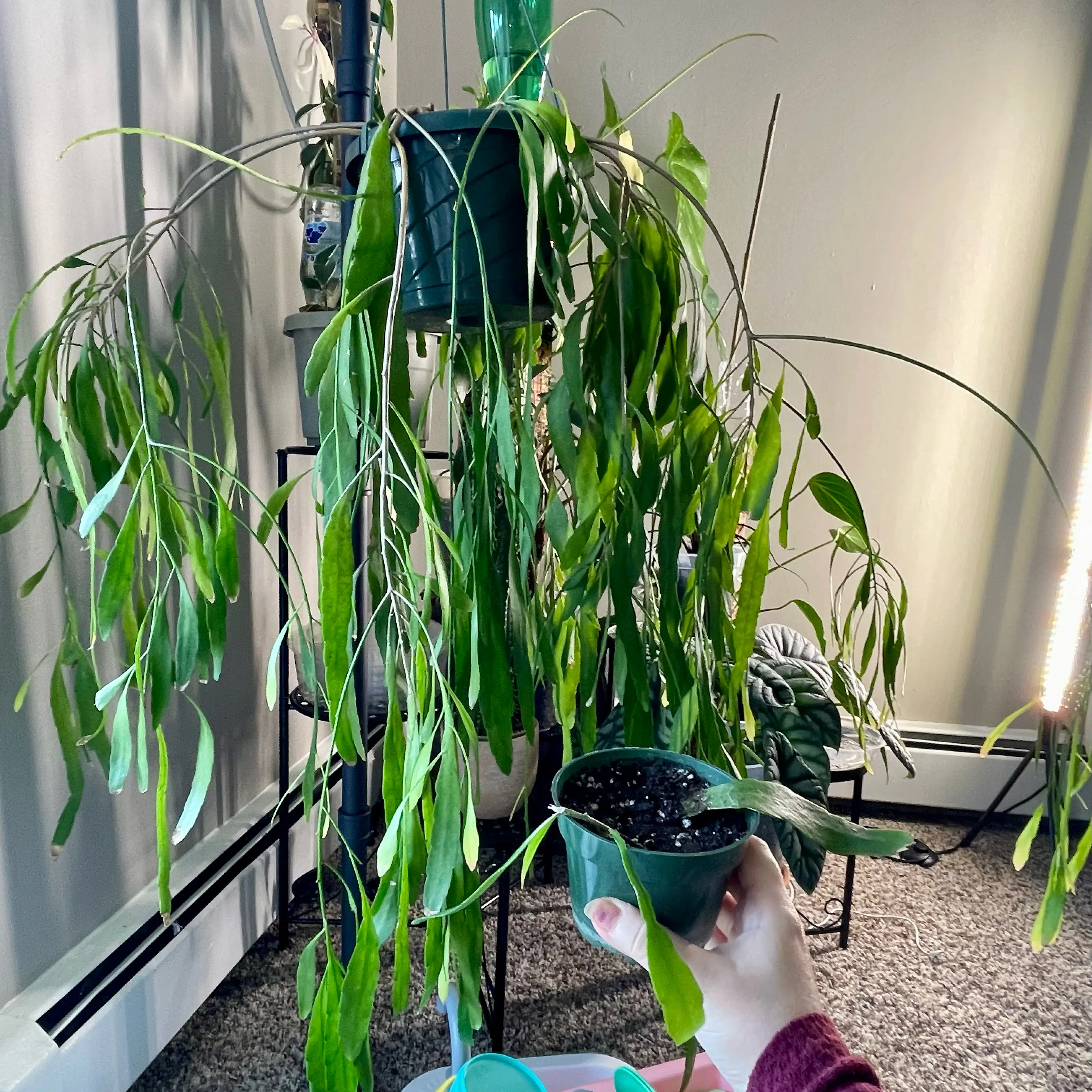 Photo of the plant species Mistletoe Cactus by @Xensfoliage named Mira Ramulosa on Greg, the plant care app
