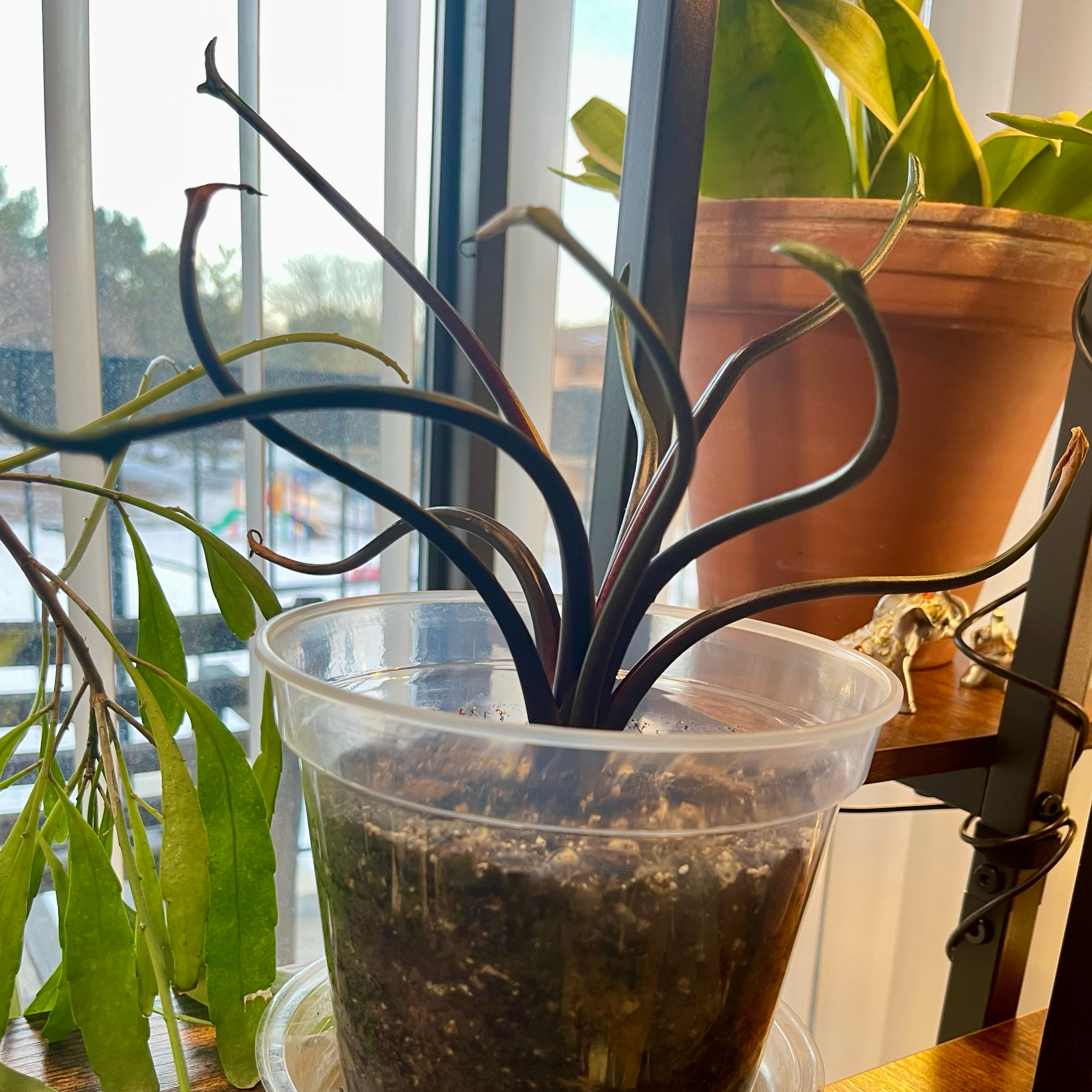 Photo of the plant species Alocasia 'Mythic Tentacular' by @Xensfoliage named Octopedes Tentacular on Greg, the plant care app