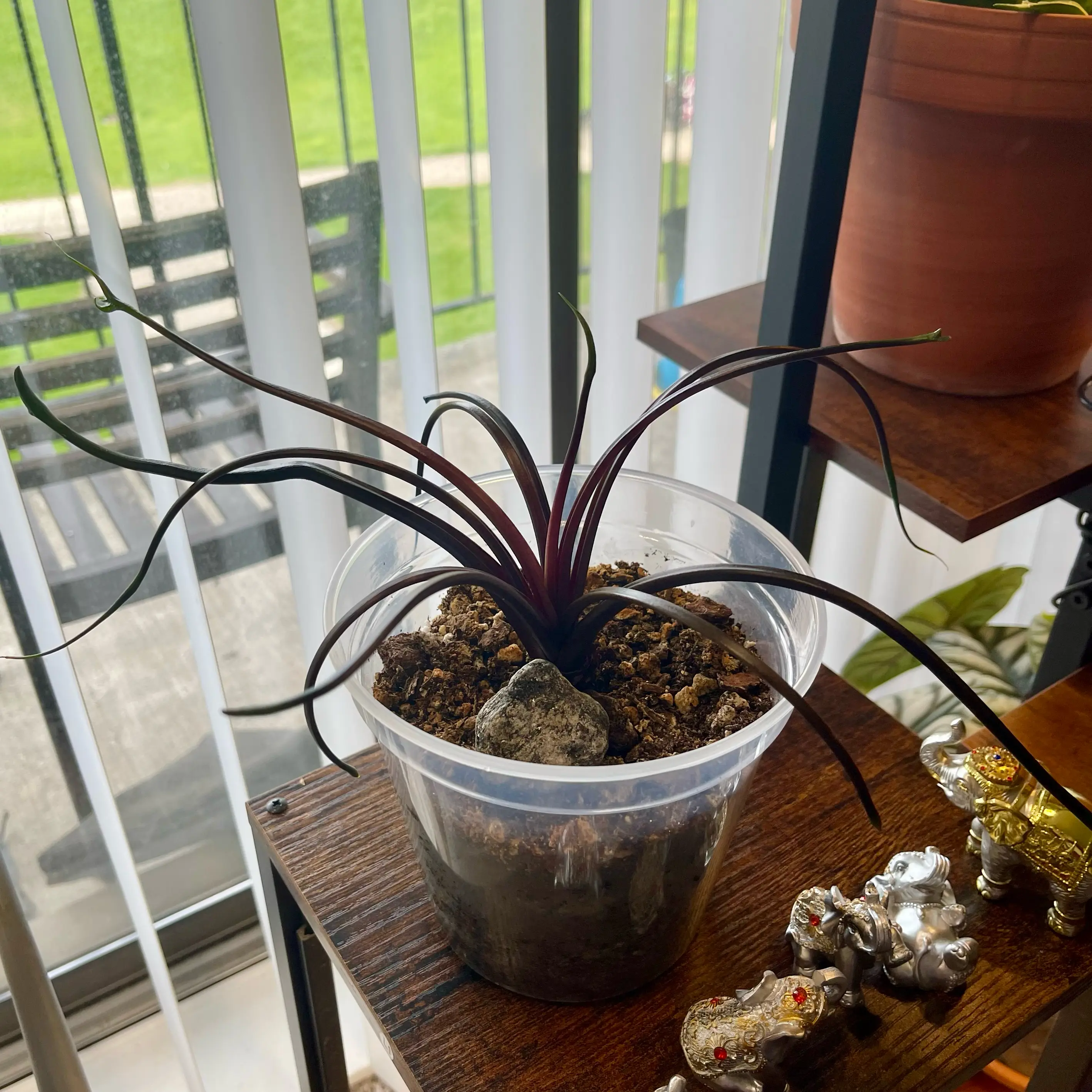 Photo of the plant species Alocasia 'Mythic Tentacular' by @Xensfoliage named Octopedes Tentacular on Greg, the plant care app