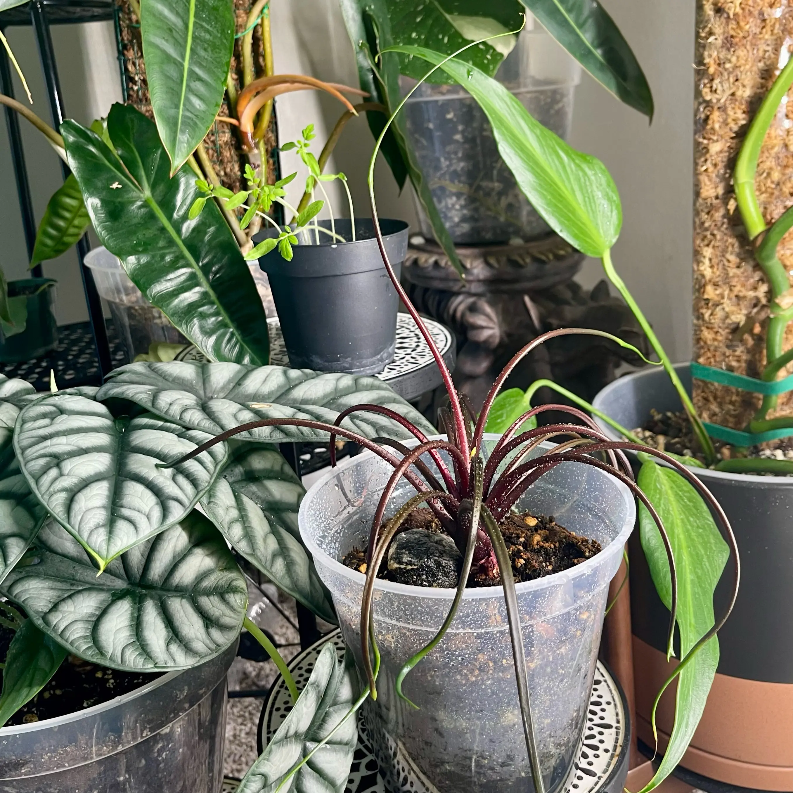 Photo of the plant species Alocasia 'Mythic Tentacular' by @Xensfoliage named Octopedes Tentacular on Greg, the plant care app