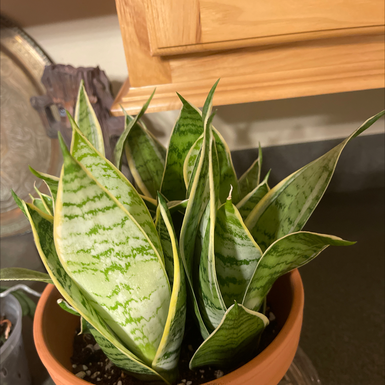 Sansevieria 'Frozen' plant in a terracotta pot with some yellowing on the leaf edges.