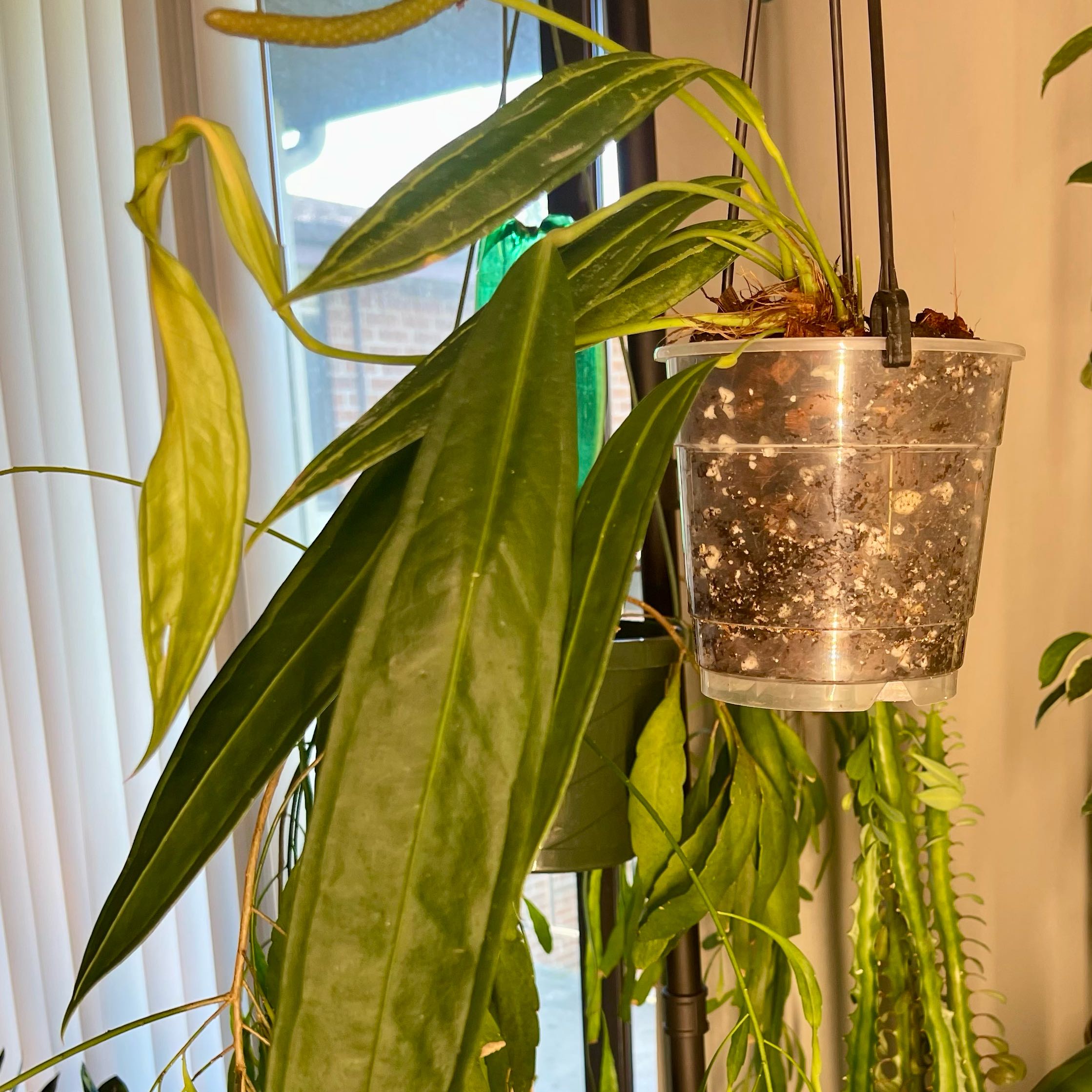 Photo of the plant species Anthurium Wendlingeri by @Xensfoliage named Anthony (Anthy) Wendlingeri on Greg, the plant care app