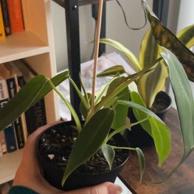 Photo of the plant species Philodendron Spiritus Sancti by @Xensfoliage named Angela Sancti on Greg, the plant care app