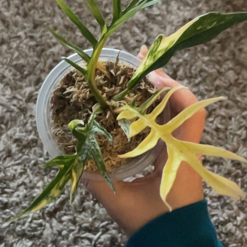 Photo of the plant species Philodendron tortum by @Xensfoliage named Kevin Tortum on Greg, the plant care app