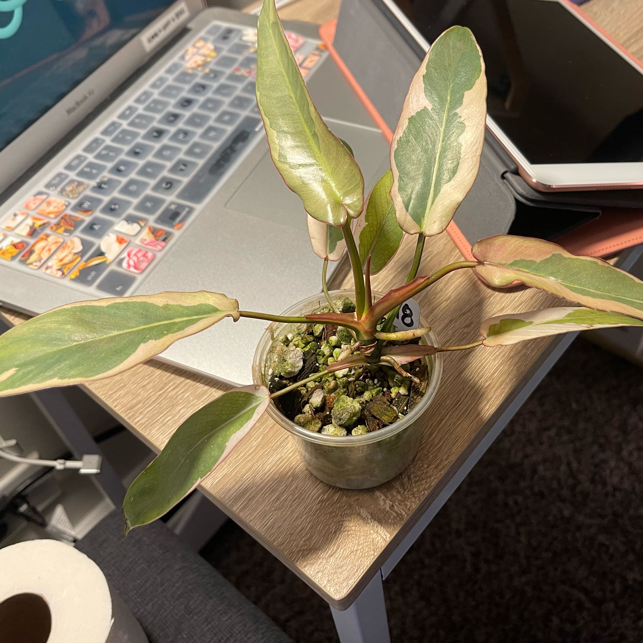 Photo of the plant species Philodendron atabapoense Variegated by @Xensfoliage named Delilah Atabapoense on Greg, the plant care app