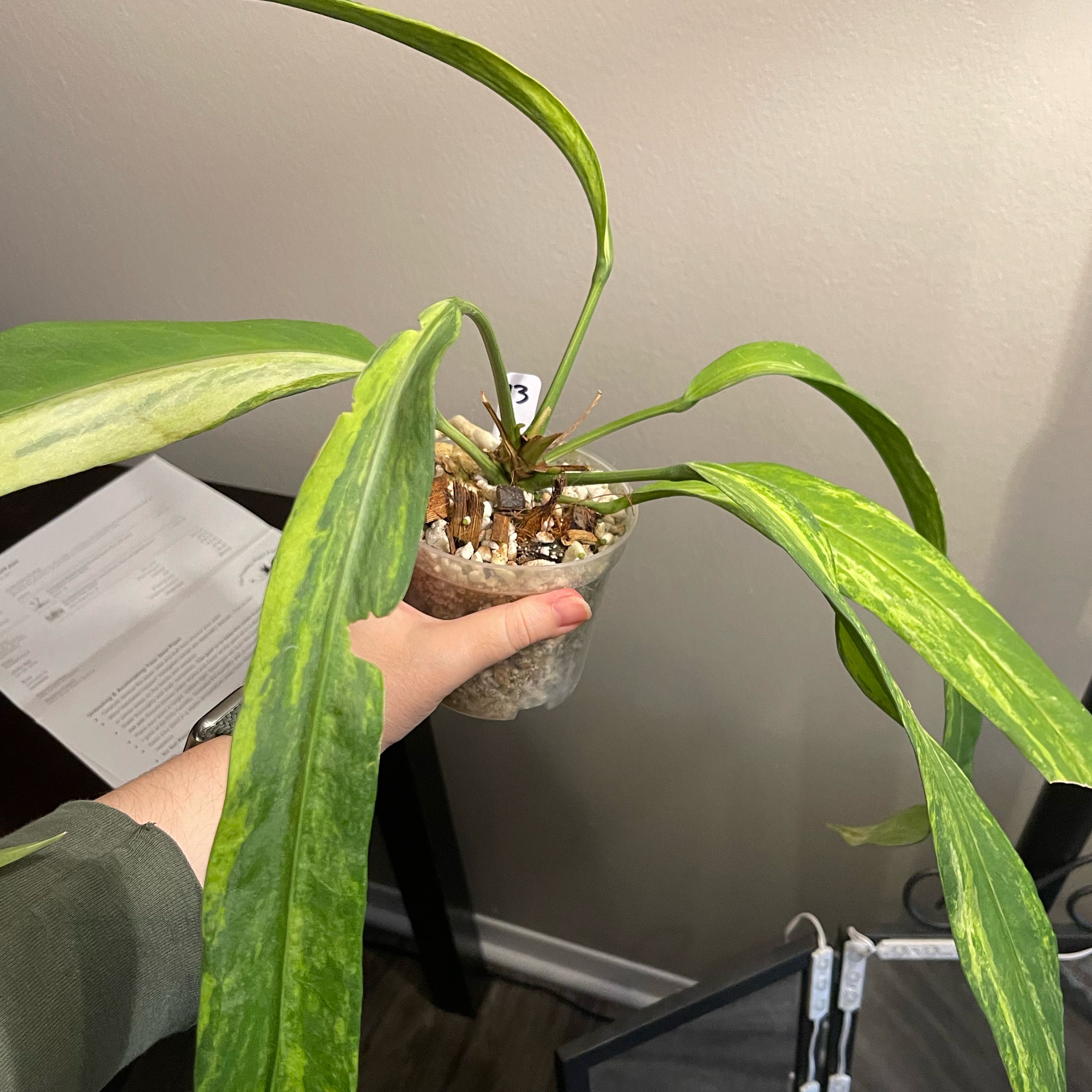 Photo of the plant species Anthurium Vittariifolium Variegated by @Xensfoliage named Vittarii the Mind Flayer on Greg, the plant care app