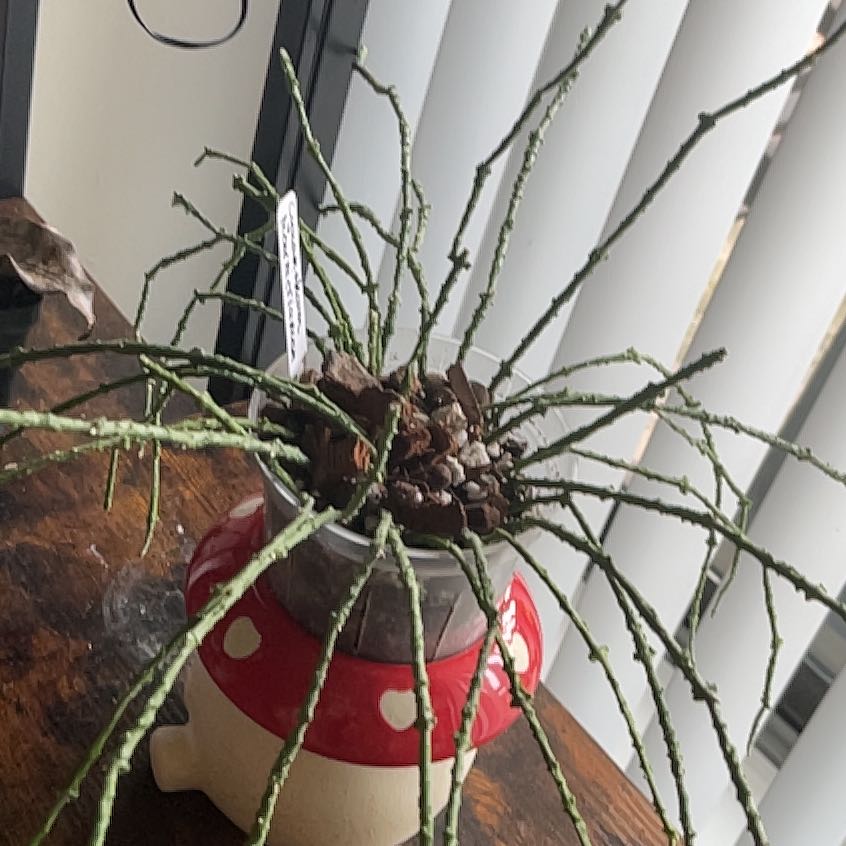 Photo of the plant species Bundle of Sticks by @Xensfoliage named Mori Marnierianum on Greg, the plant care app