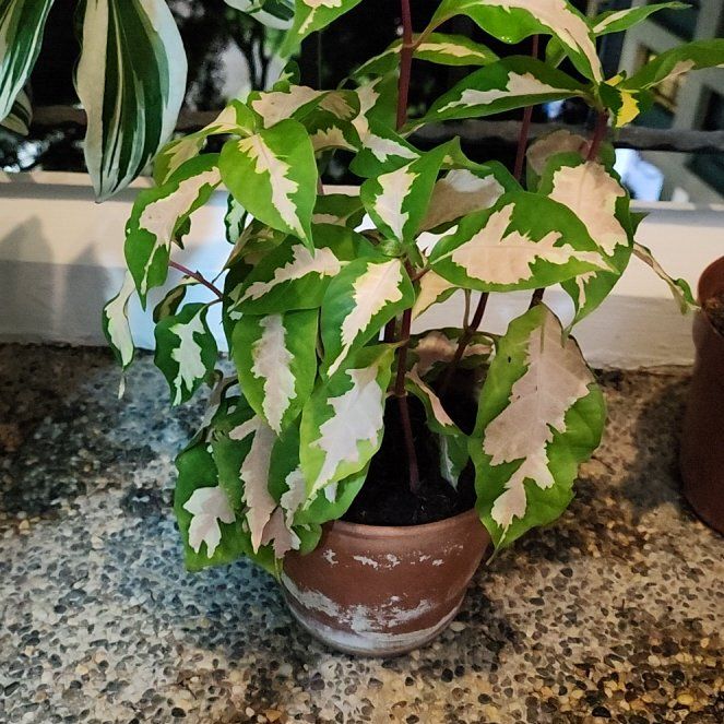 Photo of the plant species Caricature Plant by @AspiringPeyote named Lavender on Greg, the plant care app