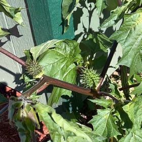 Photo of the plant species Devil's Apple by @BossSwampbay named Drake on Greg, the plant care app
