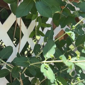 Photo of the plant species Tatarian Honeysuckle by @BossSwampbay named Anne on Greg, the plant care app