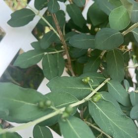 Photo of the plant species Morrow's Honeysuckle by @BossSwampbay named Lebron on Greg, the plant care app
