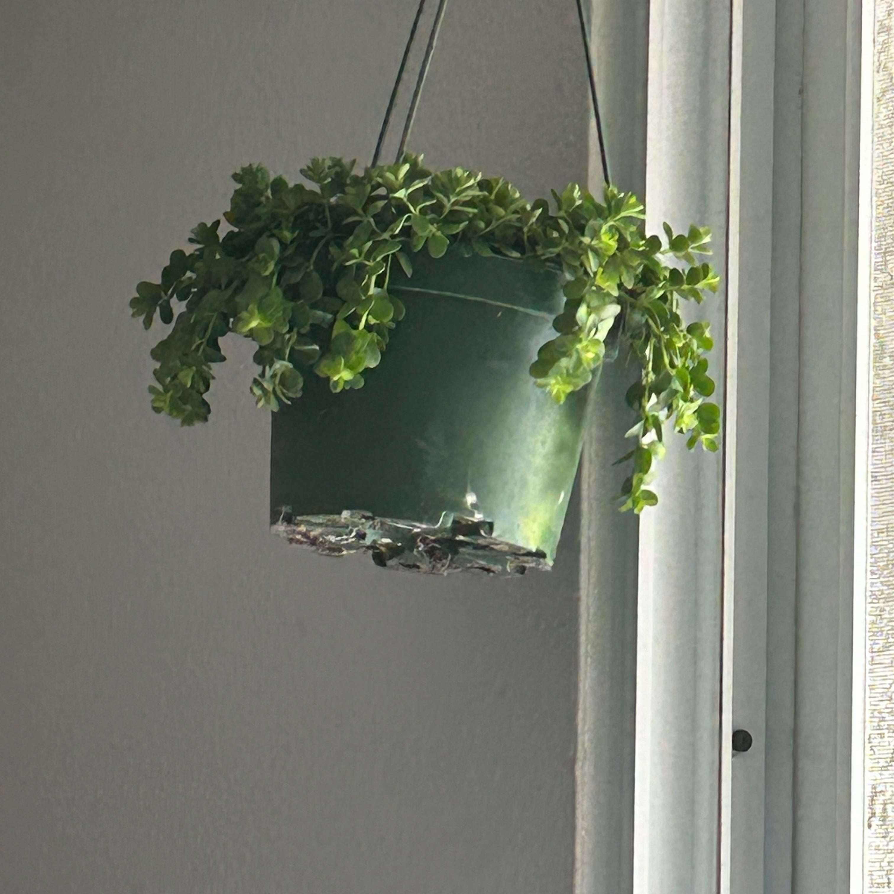 Hanging Peperomia deppeana plant in a green pot with healthy green leaves.