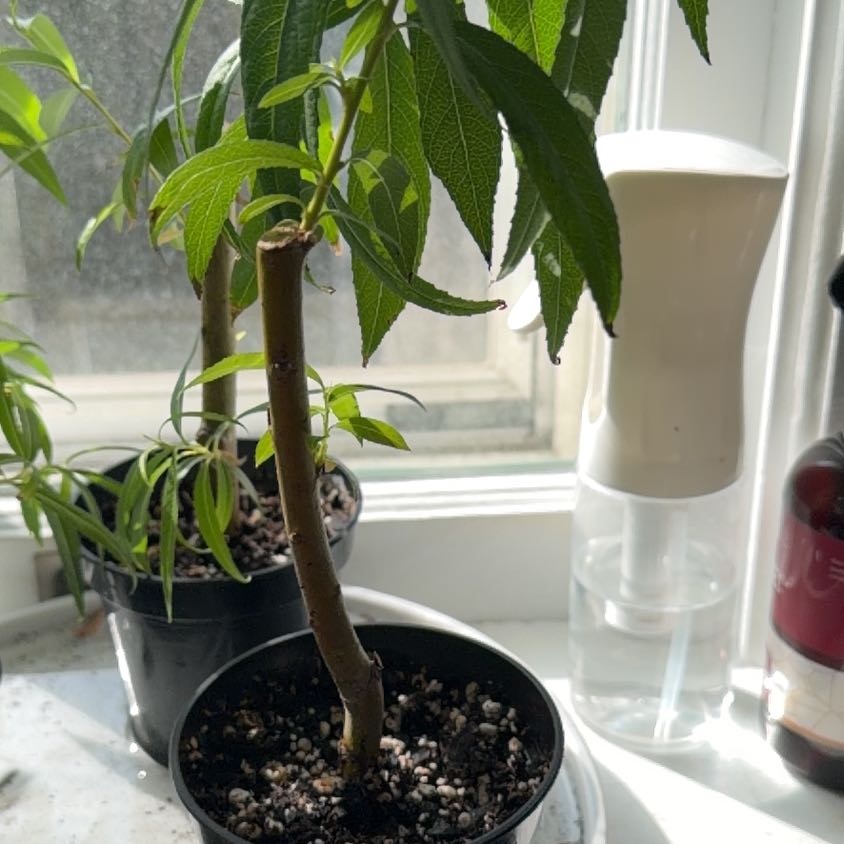 Photo of the plant species Golden Weeping Willow by @lbc named Demi on Greg, the plant care app