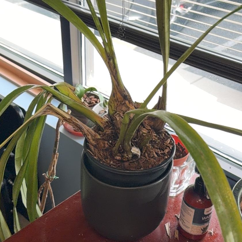 Photo of the plant species Boat Orchid by @lbc named Beckham on Greg, the plant care app