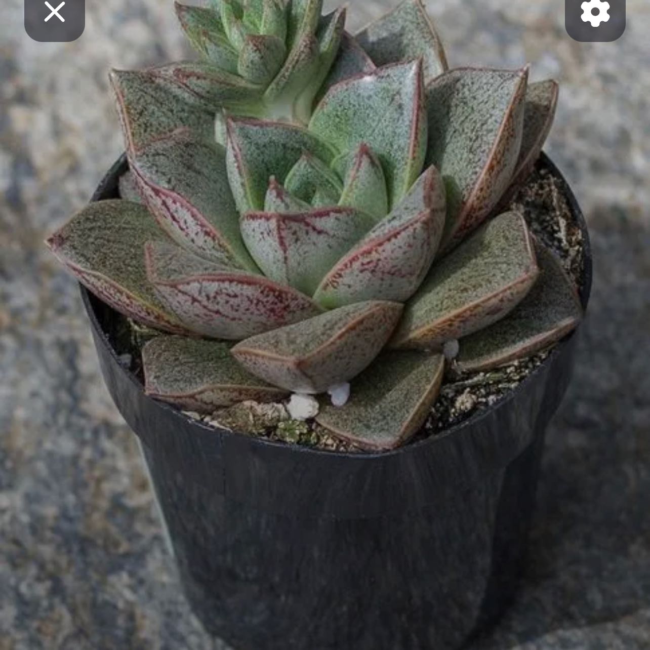 Photo of the plant species Urbinia by @EvenhandedTaro named Rosa on Greg, the plant care app