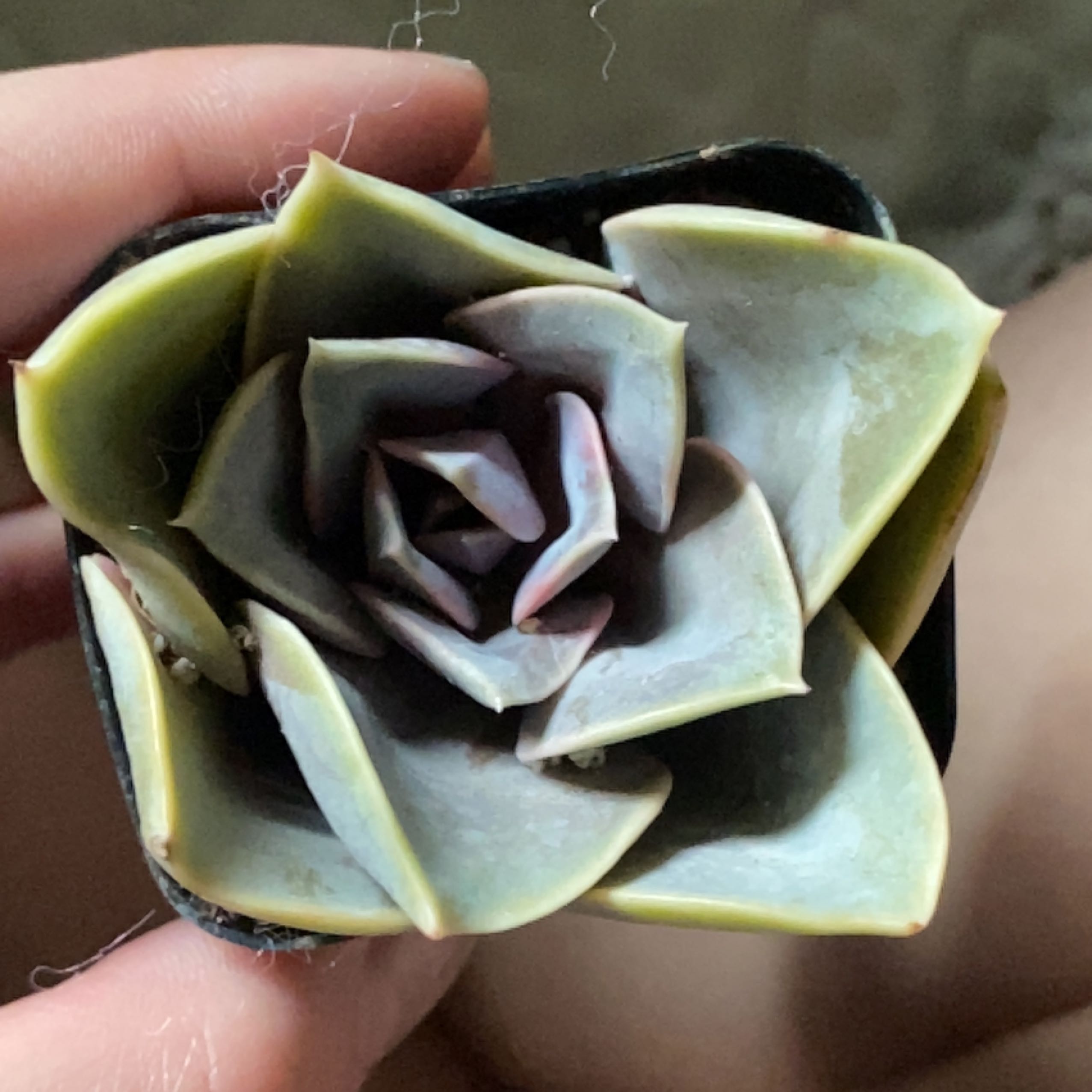 Graptopetalum 'Purple Delight' succulent with purplish leaves and some yellowing at the edges.