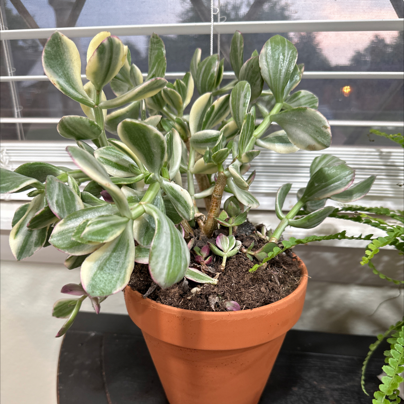 Variegated jade plant in a terracotta pot with healthy green and white leaves.