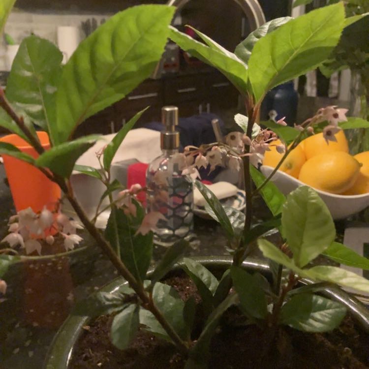 Photo of the plant species Japanese Ardisia by @OrganicOnion named Mary on Greg, the plant care app