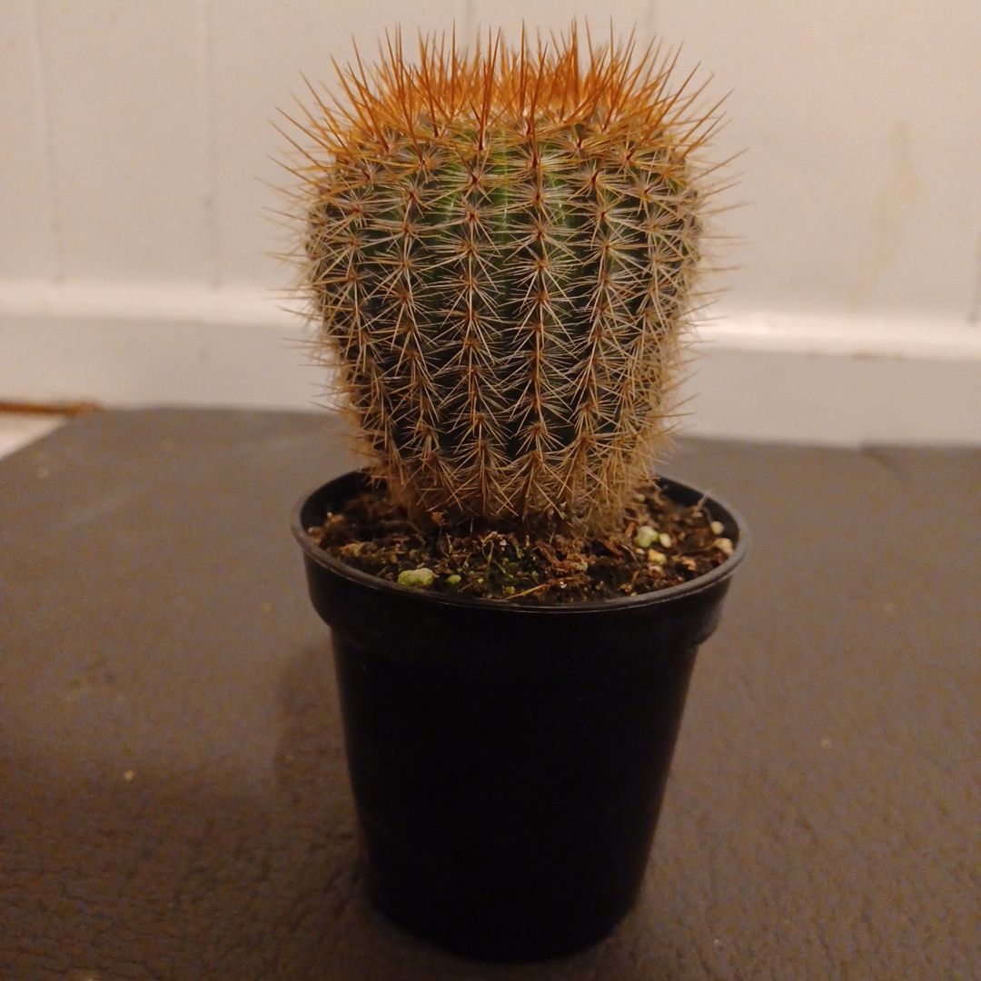 Parodia x erubescens cactus in a small black pot, well-centered and healthy.