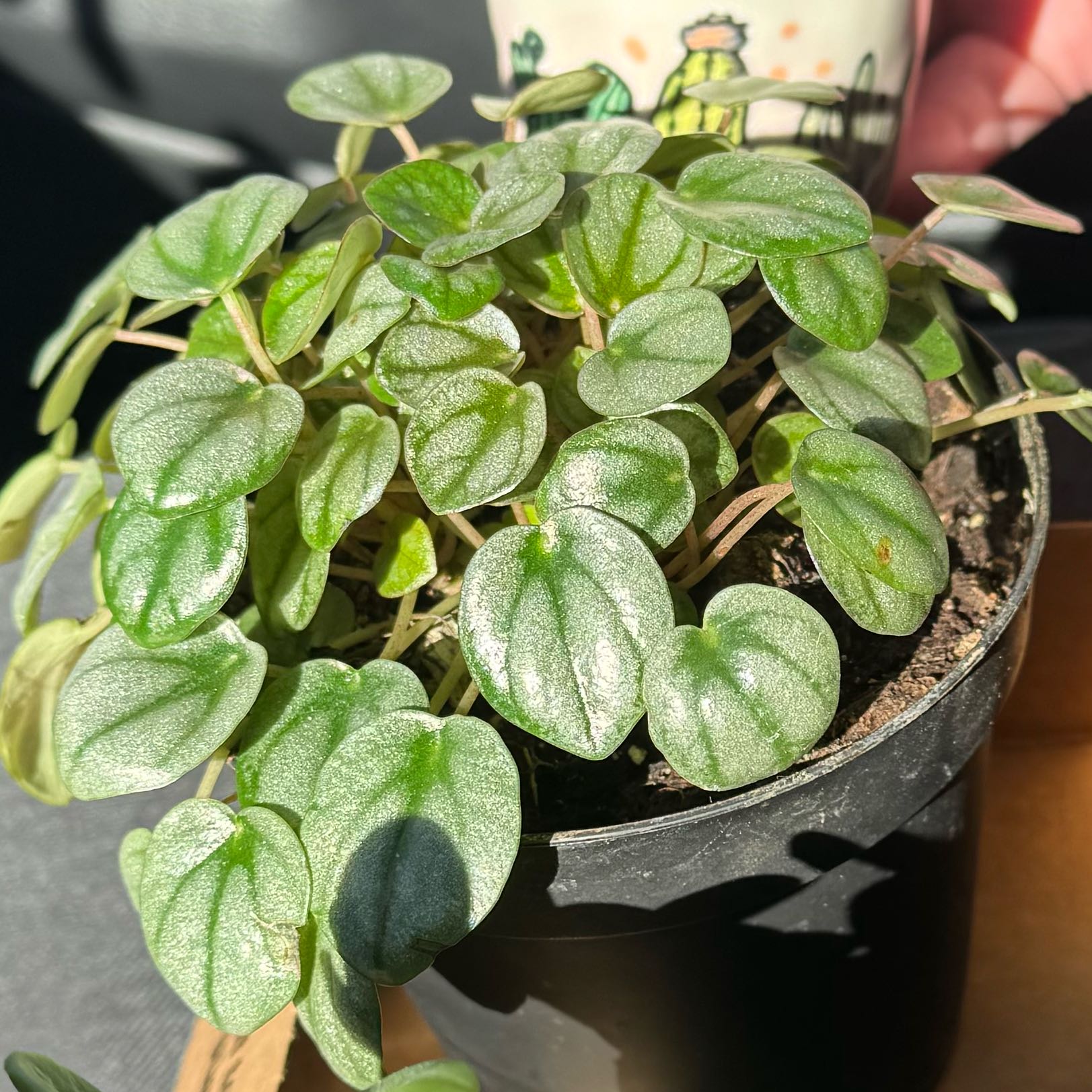 Photo of the plant species Peperomia Little Tuscany by @EncouragingTaro named Edward on Greg, the plant care app