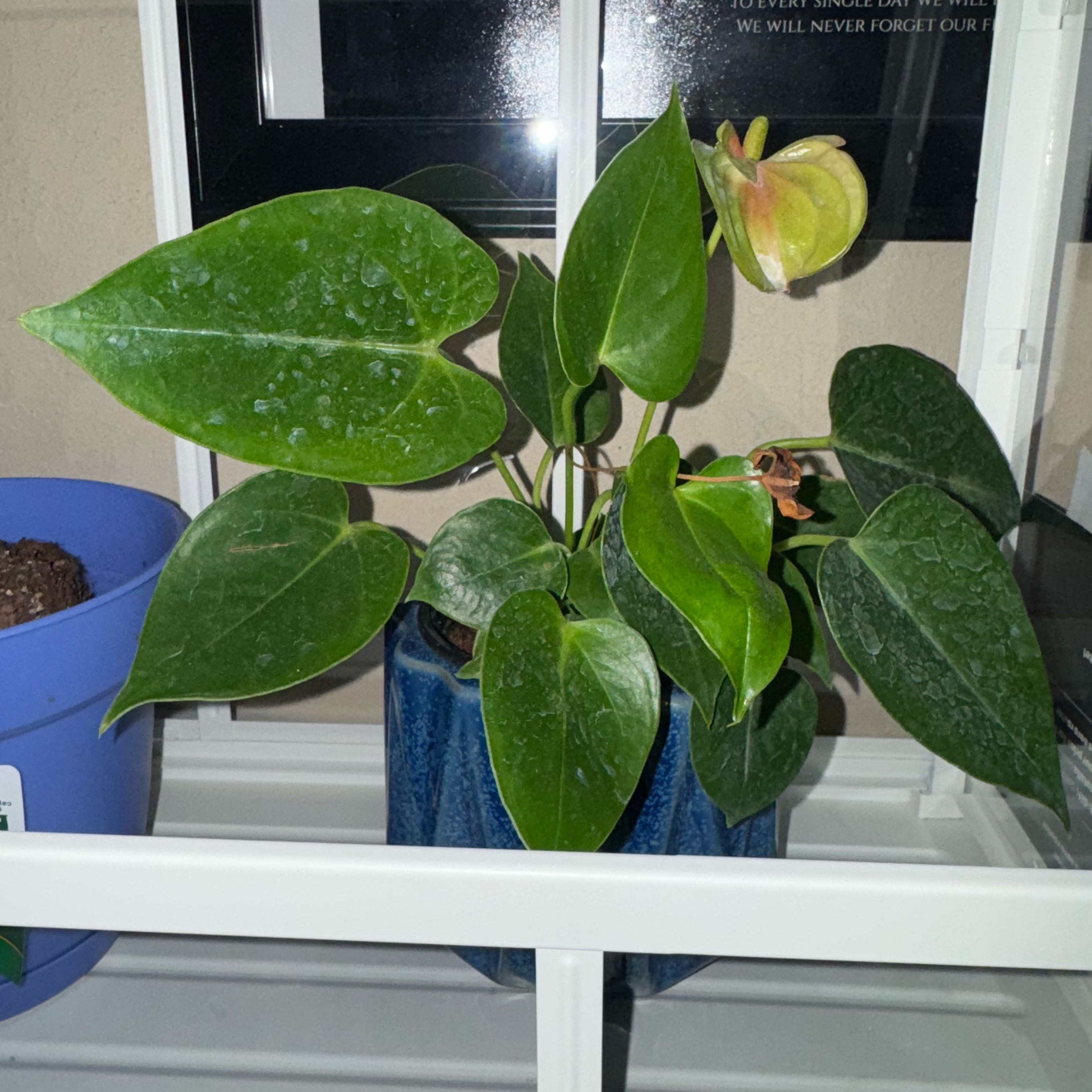 Photo of the plant species Flamingo Lily by @EncouragingTaro named Flamingo on Greg, the plant care app
