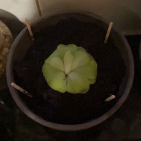 Photo of the plant species Tina Butterwort by @HeavenlyBeech named Luna on Greg, the plant care app