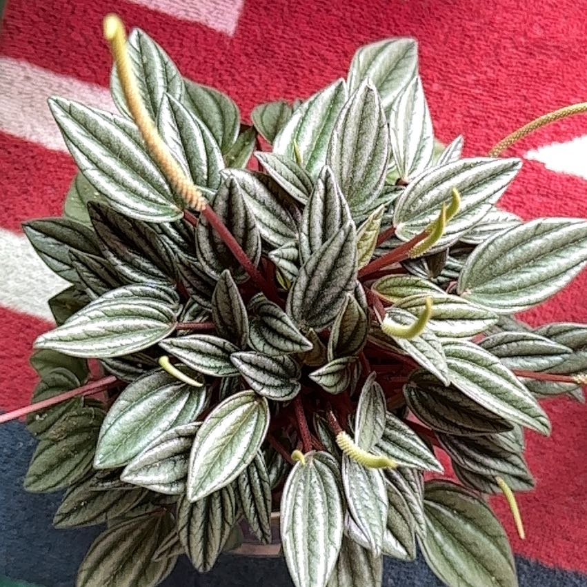 Photo of the plant species Variegated ripple peperomia by @PlantLvr named Athena on Greg, the plant care app