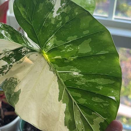 Photo of the plant species Alocasia California by @ProudFoliage named Denali on Greg, the plant care app