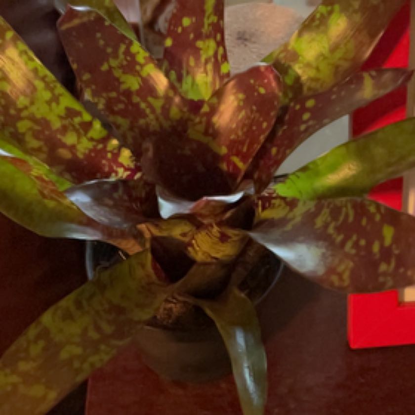 Photo of the plant species Bromeliad Neoregelia 'Donger' by @ObligingKeylime named Barney on Greg, the plant care app