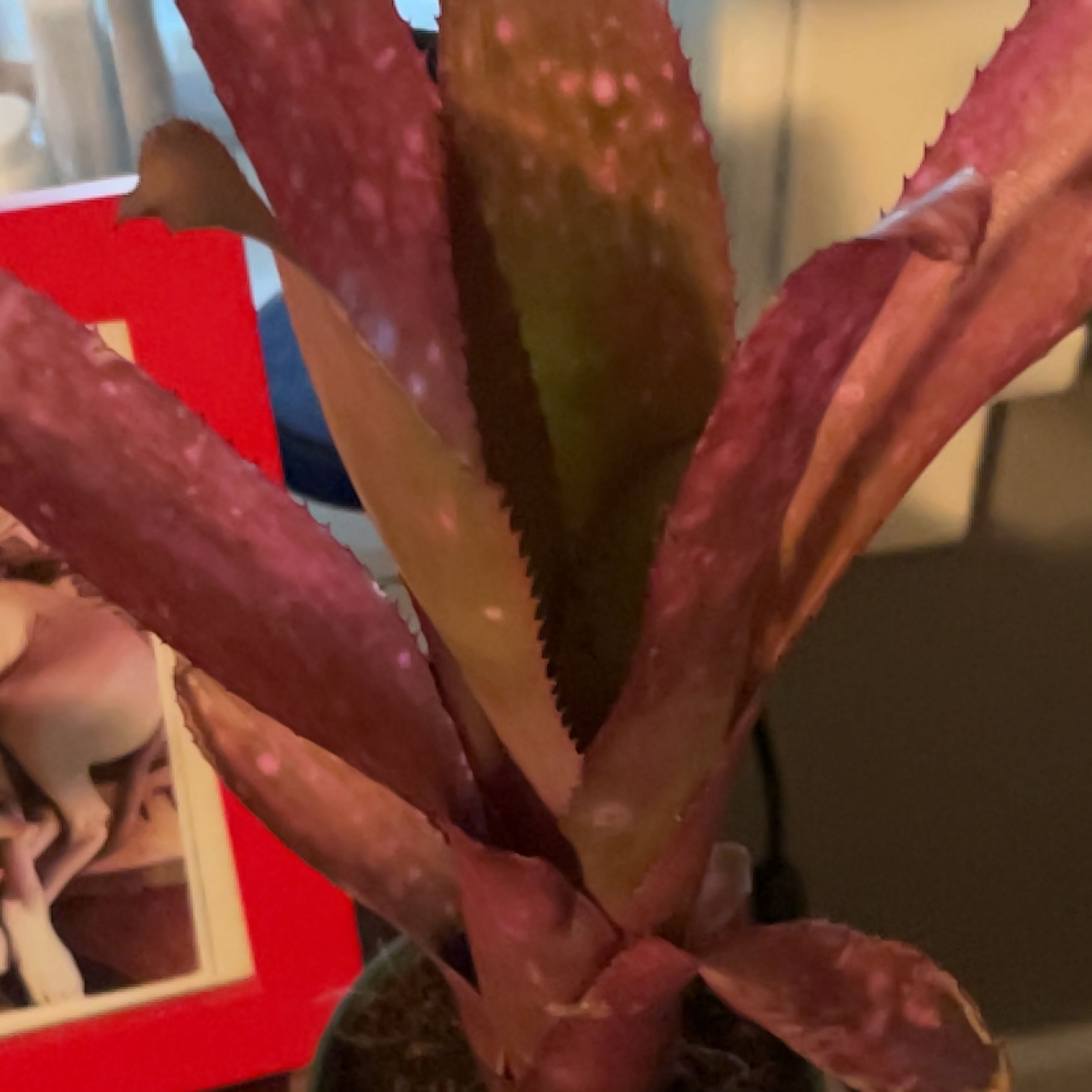 Photo of the plant species Painted Fingernail Bromeliad by @ObligingKeylime named Xena on Greg, the plant care app