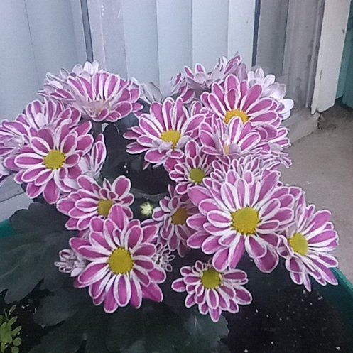 Photo of the plant species Mummenhoffia alliacea by @SpicyFlamelily named Mumbae on Greg, the plant care app