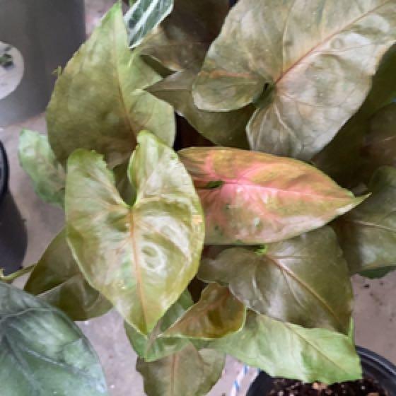 Photo of the plant species Maria Syngonium by @StableTexassage named Homer on Greg, the plant care app