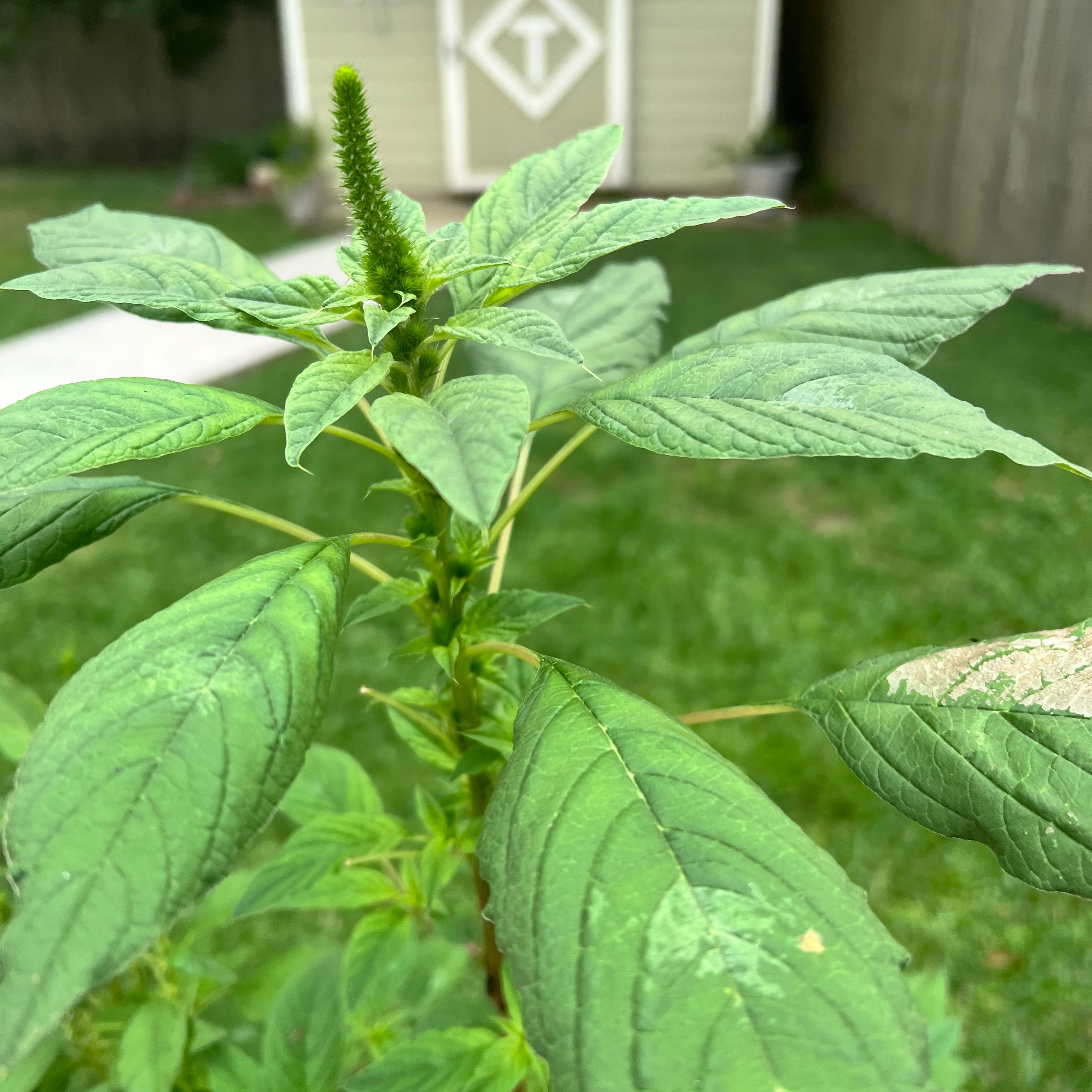 Palmer's Amaranth uploaded to the Greg plant app by @FancyCocoplum