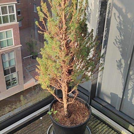 Photo of the plant species Common Cypress-Pine by @HilariousHedera named Gaga on Greg, the plant care app