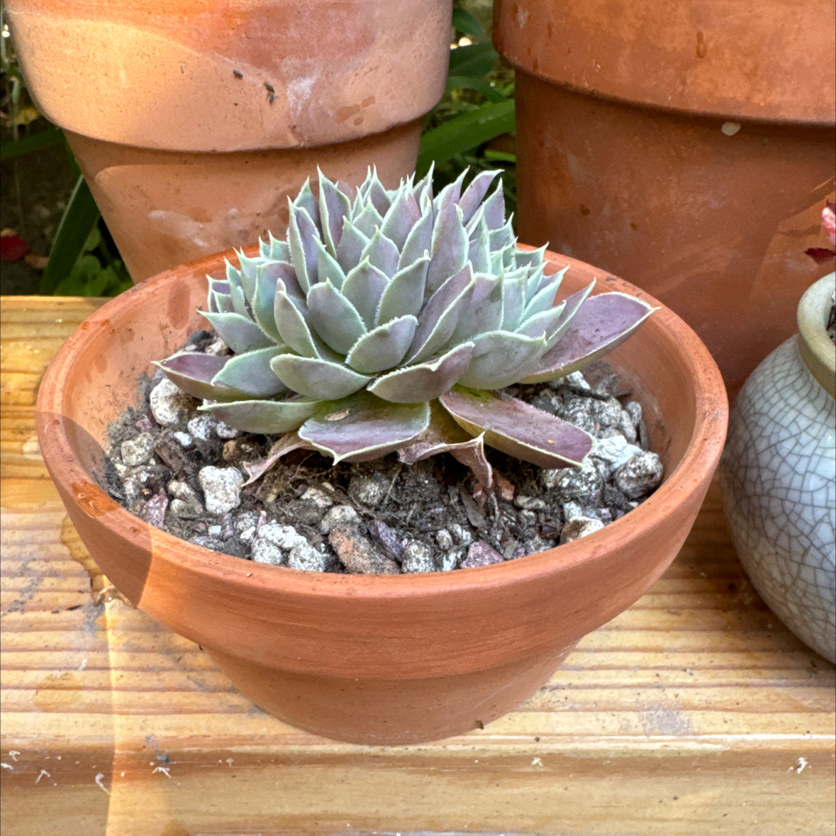 Photo of the plant species Sempervivum 'Inferno' by @Molomolo named Inferno (WG) on Greg, the plant care app